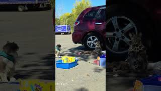 7Th Fluid Therapy Fighting For Pishis Life One Drop At A Time Day 7 Of His Survival