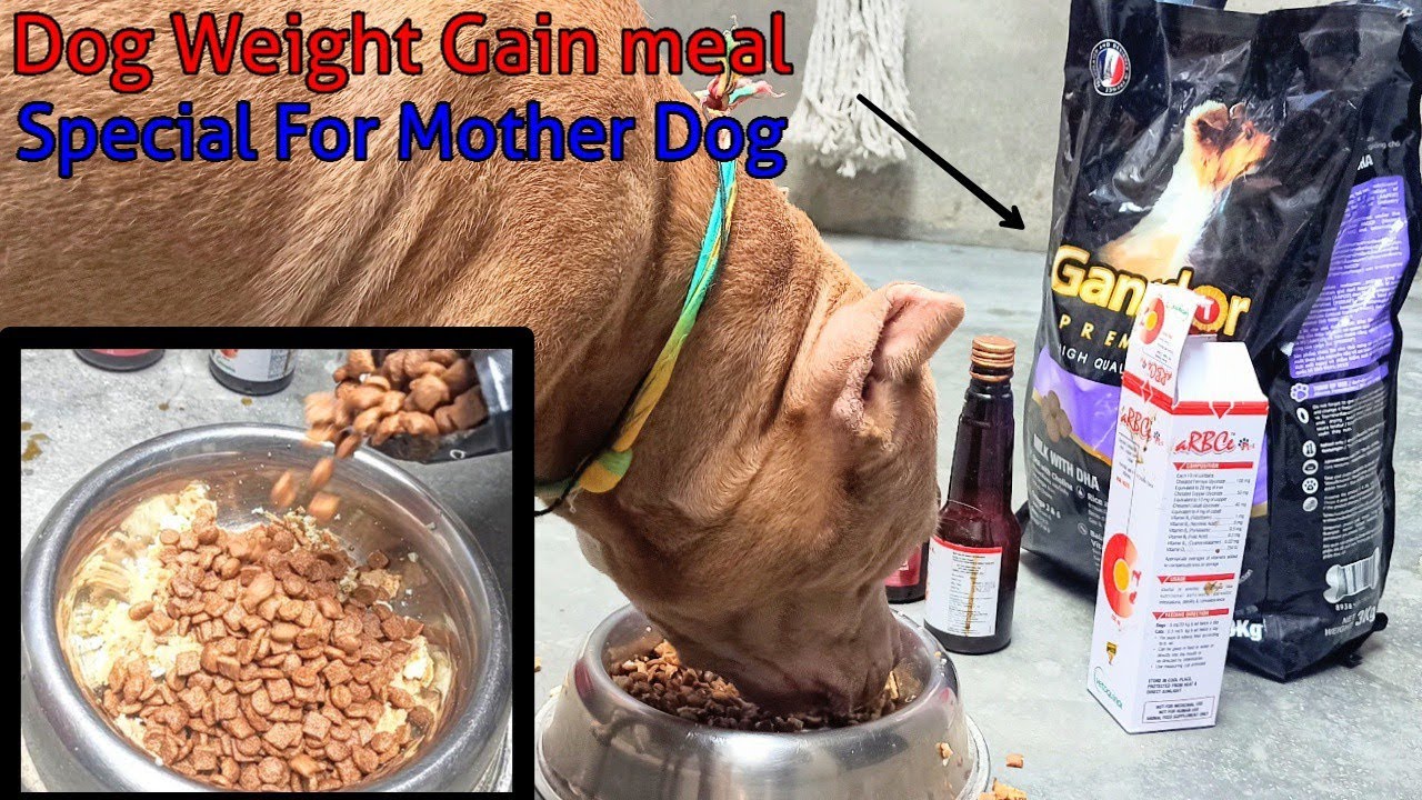 Make Your Dog Heavy Weight In Just 10 Days 😱 Ganador Dog Food Best Ever