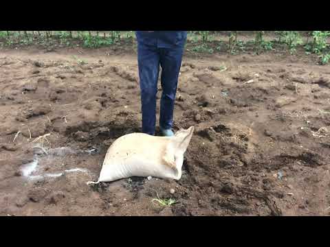 Video: Dolomietmeel: hoe te gebruiken in de tuin?