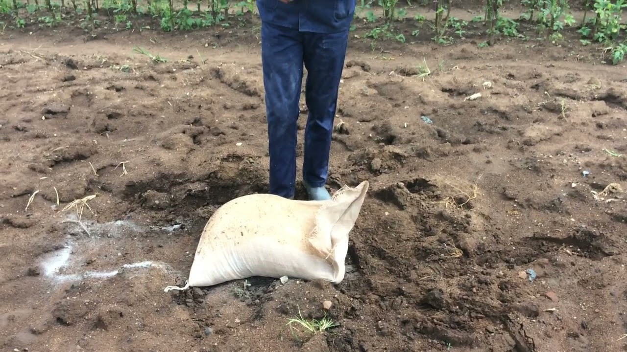 Application of dolomitic lime