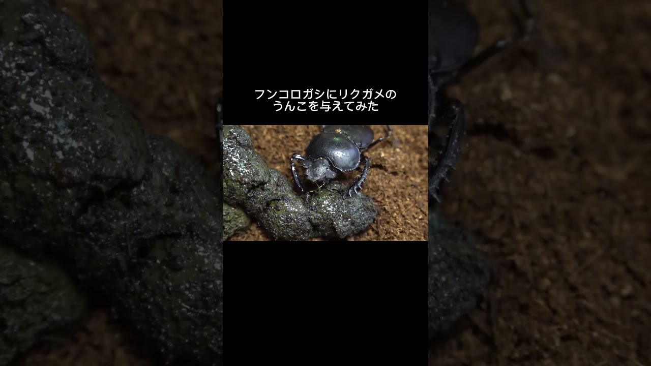 What happens when you feed dung beetles turtle poop! #shorts