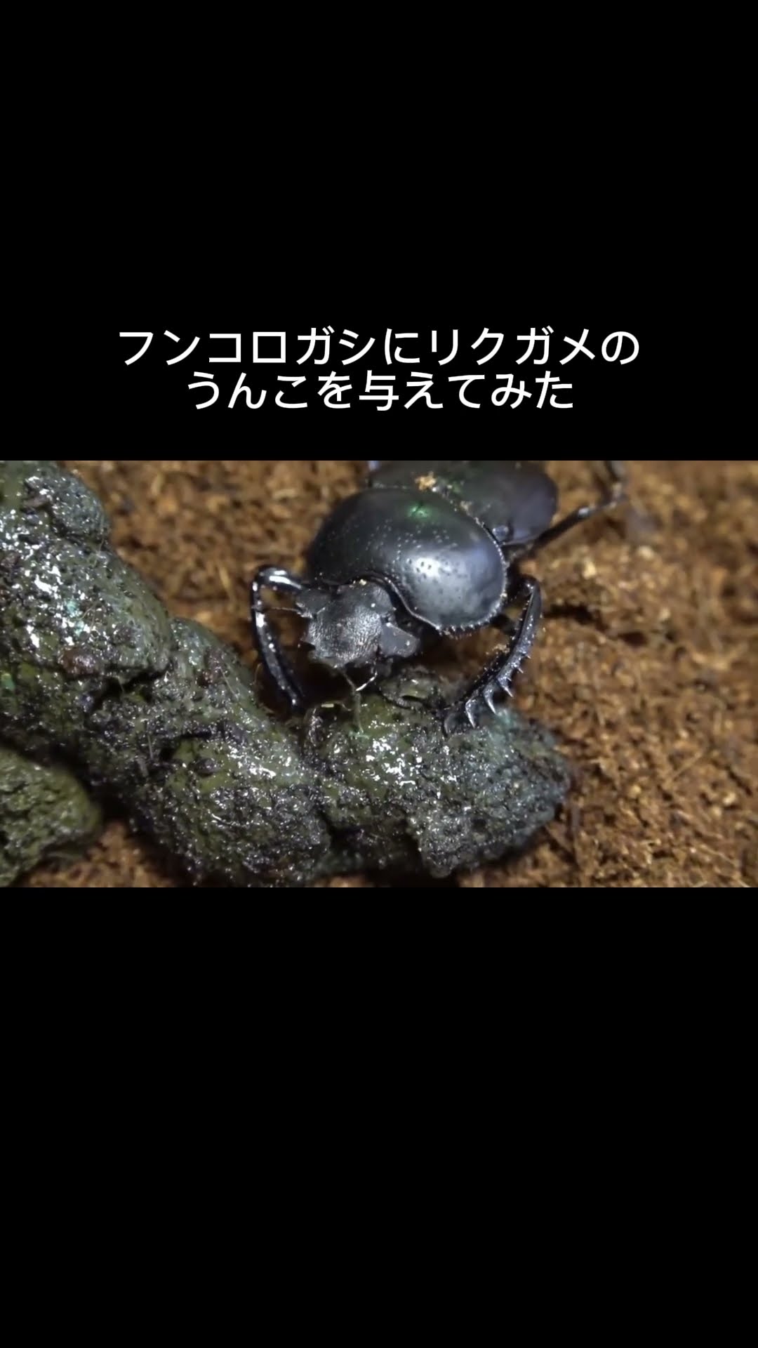 What happens when you feed dung beetles turtle poop! #shorts