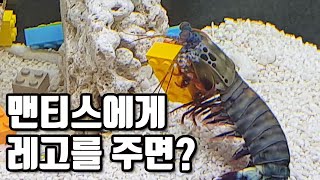 레고 200개를 맨티스쉬림프에게 주면 생기는일? (feat. 곰치이름발표) Lego architect Mantis shrimp [해수인TV]