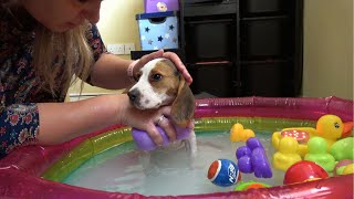 So Cute! Our Beagle Puppy's Adorable First Bath Experience