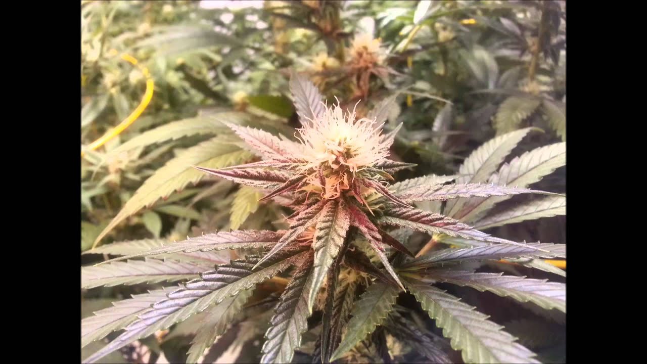 The Flower Initiator E Effect 50 Deep Red Booster Project, Customer supplied # 2.1