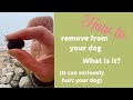 Warning do you walk your dog on the beach check for sandstones between paw pads its painful
