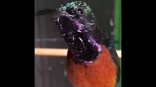 KOLIBRI NINJA JUARA NASIONAL