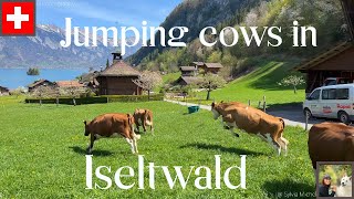 Iseltwald Switzerland  the most beautiful village at Lake Brienz