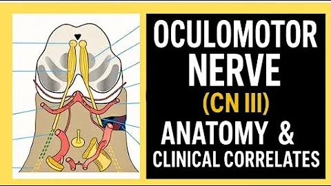 Oculomotor Nerve (CN III): Detailed Clinical Anatomy, Pathways & pearls | 3rd Nerve Palsy Made Easy