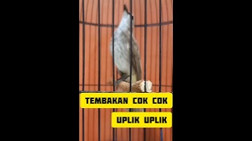 pancingan trucukan agar rajin bunyi #trucukangacor #birds #trucukropel #kicaumania #shortvideo
