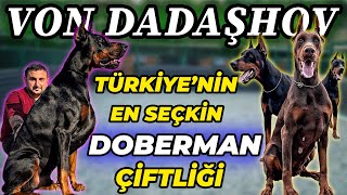 "40'TAN FAZLA ÜLKEYE DOBERMAN VERDİM!" - Von Dadaşhov Doberman Kennel / Elgün Dadaşhov