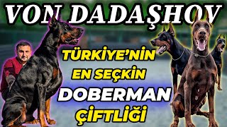 '40'TAN FAZLA ÜLKEYE DOBERMAN VERDİM!'  Von Dadaşhov Doberman Kennel / Elgün Dadaşhov