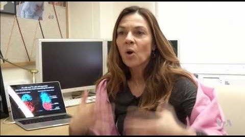 Researchers Study Early Development Through Lab-Grown Embryos