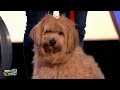 "This is my.." Feat. Mary the dog, Alex Jones, L. Mack, John Clarke - Would I Lie to You? [HD][CC]