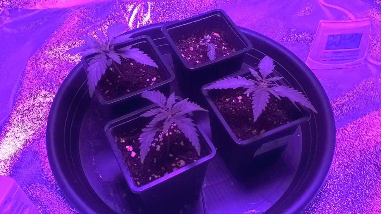 Tweed Bakerstreet Indoor Grow Pt 3