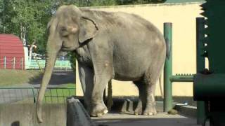 おびひろ動物園のアジアゾウ　ナナ