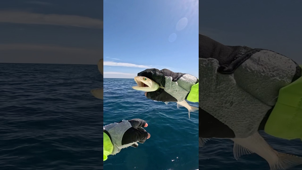 My first lizard fish 