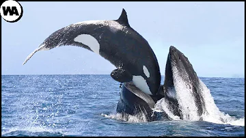 ¿Qué animal puede acabar con una ballena?