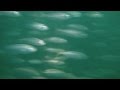 【魚が釣られる瞬間】 サビキ釣り水中映像 " Catch the moment!"