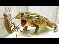 WARNING LIVE FEEDING! ! The African bullfrog eats Giant House centipede?