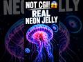 The Ocean's Neon Alien 👽🌈 #viral #biology #ocean #clarity