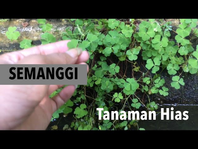 Tanaman Semanggi (Marsilea crenata) penghias kolam class=