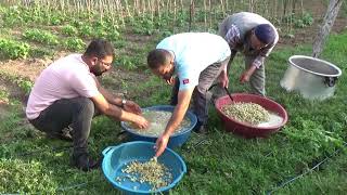 صناعة المربى من ثمار التوت في ولاية موش التركية بطريقة رائعة