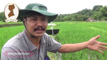 Light Trap Perangkap Hama Wereng Kreasi Pria Nganjuk