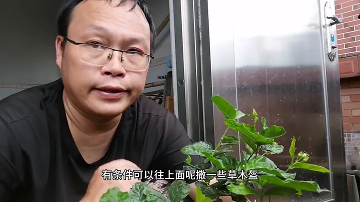 “茉莉花”从黄叶到爆盆，只要做对一件事！ - 天天要闻