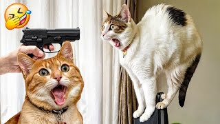 Try Not To Laugh Challenge😜Funny and Cute CAT Videos Compilation 2024😺🐶Part 16