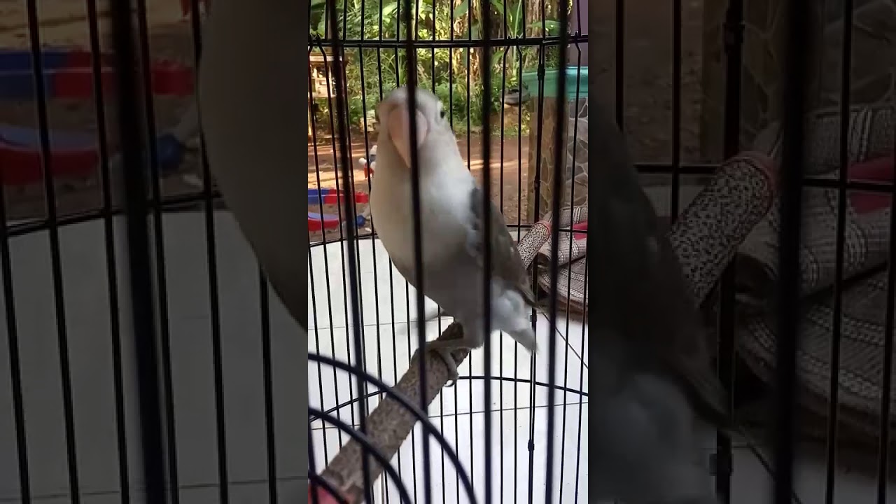 LOVEBIRD FENOMENAL 