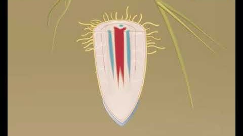 Animation 10.2 The structure of the root