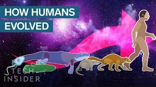 Incredible Animation Shows How Humans Evolved From Early Life screenshot 1