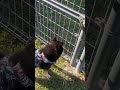 ドックランにどうしても行きたい黒豆柴の琥珀#shorts