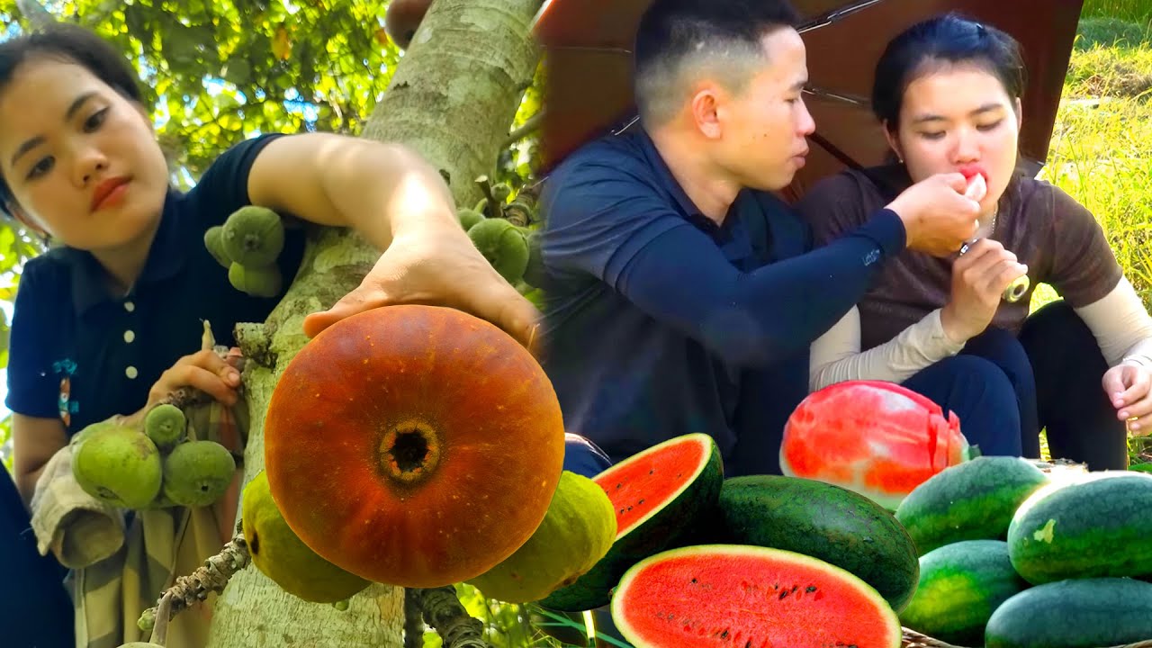 Watermelon Harvest with My Loving Boyfriend – Picking Wild Figs Alone to Sell at the Market