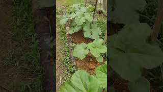 Okra or Ladies finger Plants...🍀 ಬೆಂಡೆಕಾಯಿ ಗಿಡಗಳು #okra #plants #ladiesfinger#vegitables #fresh