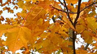 Ruduo, lapai; Autumn, leaves