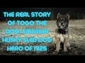 The real story of togo the dog siberian husky sled dog hero of 1925