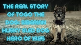 The REAL Story of Togo The Dog: Siberian Husky Sled Dog Hero of 1925