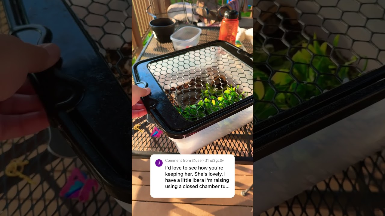 Вольер для детенышей греческой черепахи