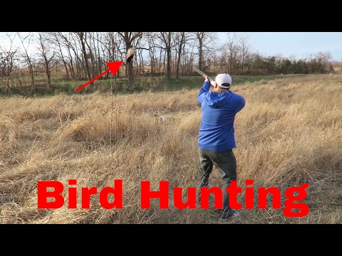 Bird Hunting With ShotGun | Quail, Chuckar, Pheasants