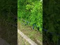 ПРОСТО ВЕЛО . . . #история #коллекционированиемонет #барахолкакупить #watch #находкисметаллоискателе