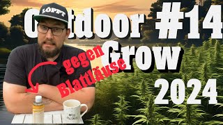 Cannabisanbau Outdoor Grow 2024: Blattlaus-Terror, Automatik-Update und Low Stress Training | EP 14