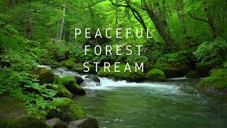 Peaceful Forest Stream an hour of relaxation and renewal