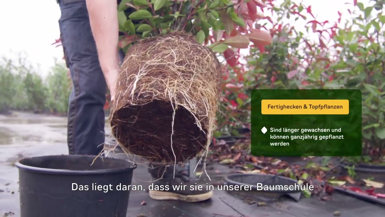künstliche phönix palme Phoenix roebelenii main image 0