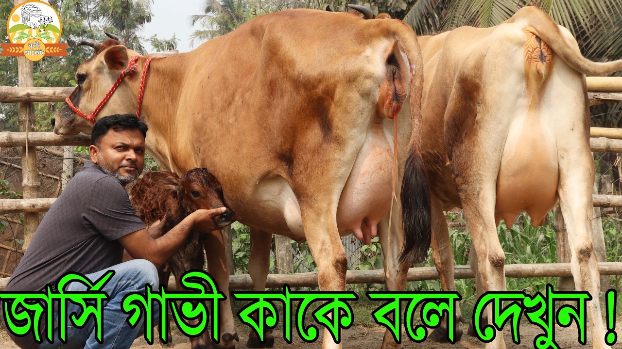 জার্সি গাভী কাকে বলে দেখুন ! জোড়া ৪০ লিটার দুধের জার্সি আমার দেখা জীবনের সেরা সুজারল্যান্ড এর জার্সি