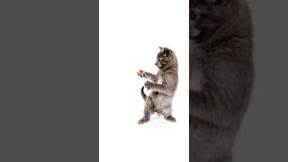 stock cat images dancing #shorts #cats #music