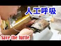 【カメ救助その1】溺れていたカメを絶対に助けたい