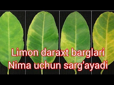 Video: Armillaria ildizi chirishi nima: Armillaria ildizi chirishi belgilari va nazorati haqida ma'lumot