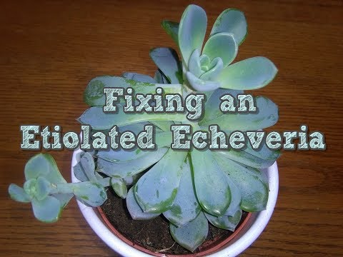 Fixing an etiolated echeveria - YouTube